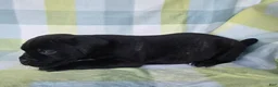 Cane Corso dogs for sale: ICCF Sage - Ad 3