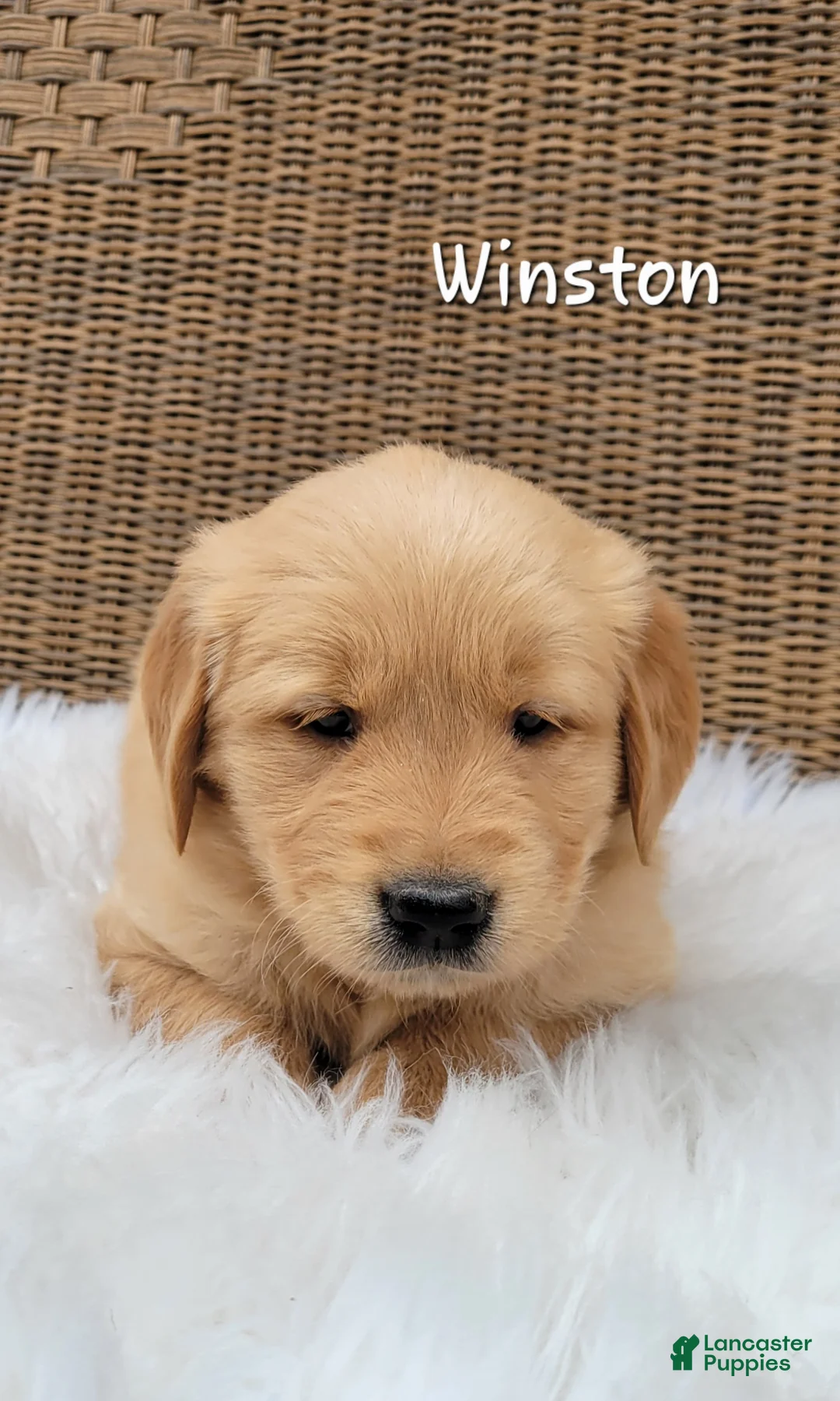 Golden Retriever dogs for sale: Winston - Ad 2