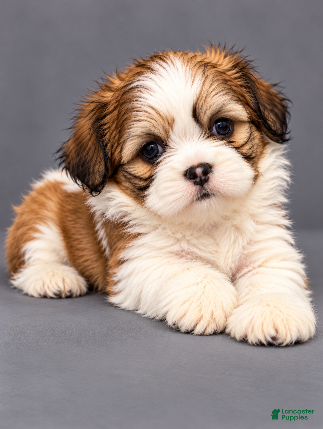 Shih Tzu dogs for sale: Moe - Ad 36