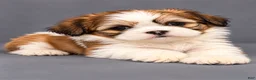 Shih Tzu dogs for sale: Moe - Ad 1