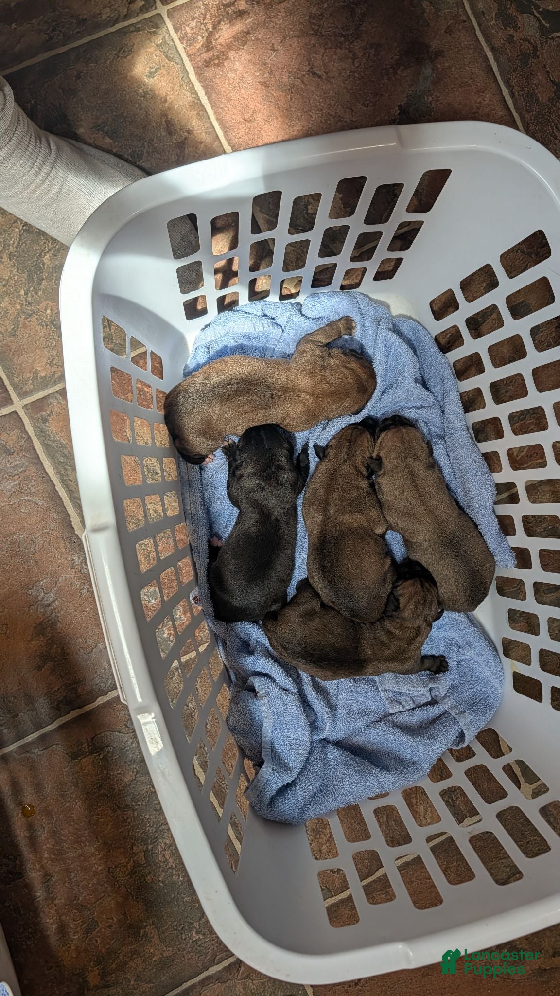Cane Corso dogs Cane Corso 11 - Ad 2