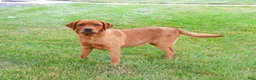 Labrador Retriever dogs for sale: Ramona - Ad 6