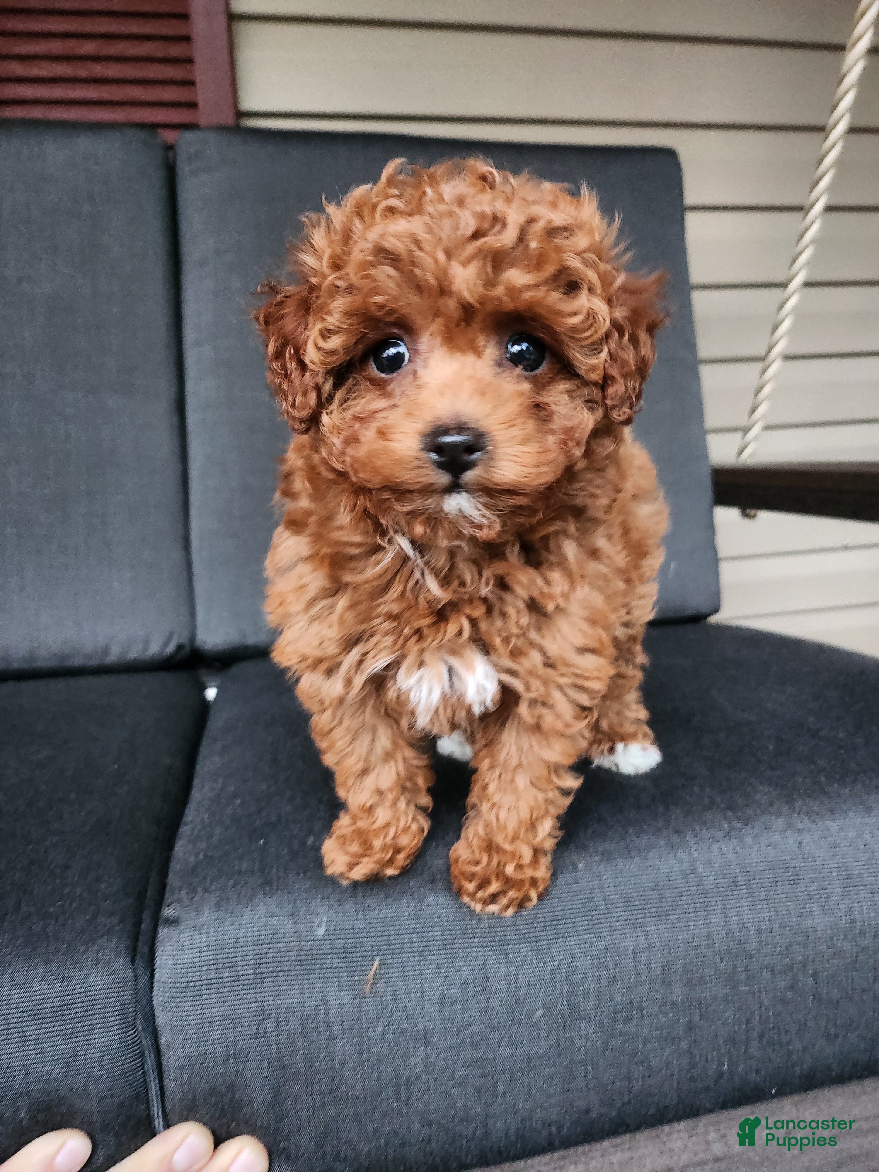 Mixed Breed dogs for sale: Zuma - Ad 2