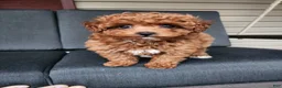 Mixed Breed dogs for sale: Zuma - Ad 1