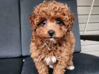 Mixed Breed dogs for sale: Zuma - Ad 2