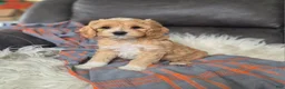 Cockapoo dogs for sale: Brody - Ad 1