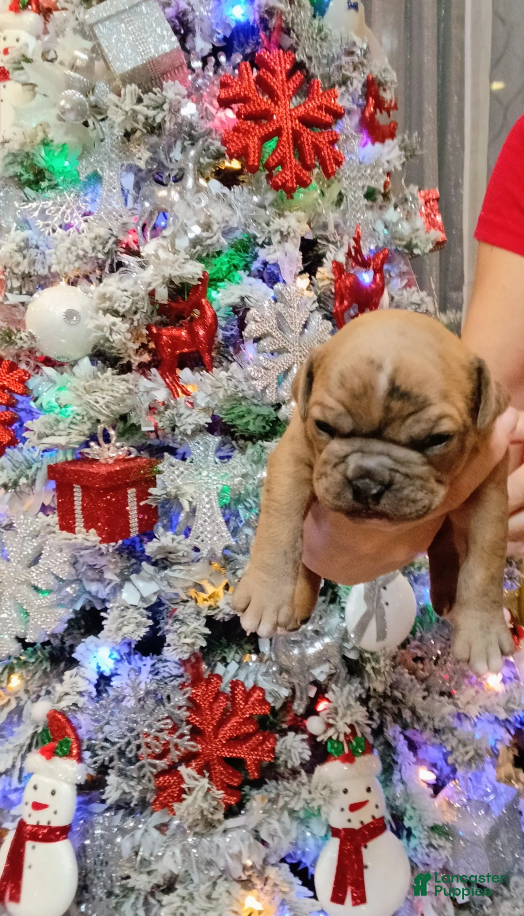 Olde English Bulldogge dogs for sale: Olde English Bulldogge Puppy 5 - Ad 4