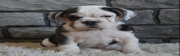 Mixed Breed dogs for sale: Trixie - Ad 4