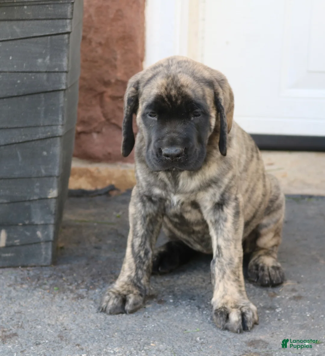 English Mastiff dogs for sale: Lily - Ad 1