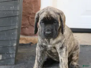 English Mastiff dogs for sale: Lily - Ad 4