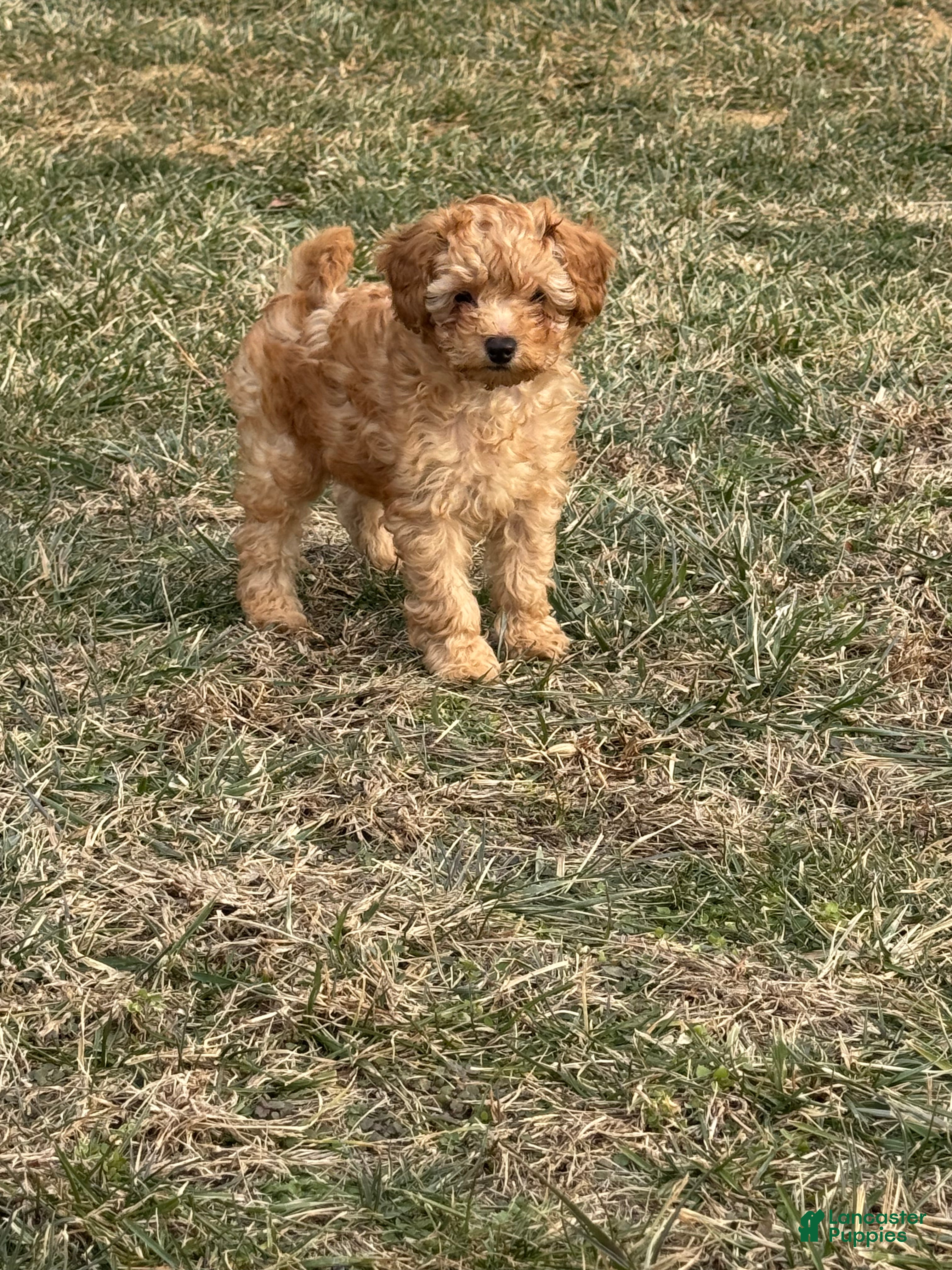 Miniature Poodle dogs Miniature Poodle Milo - Ad 19