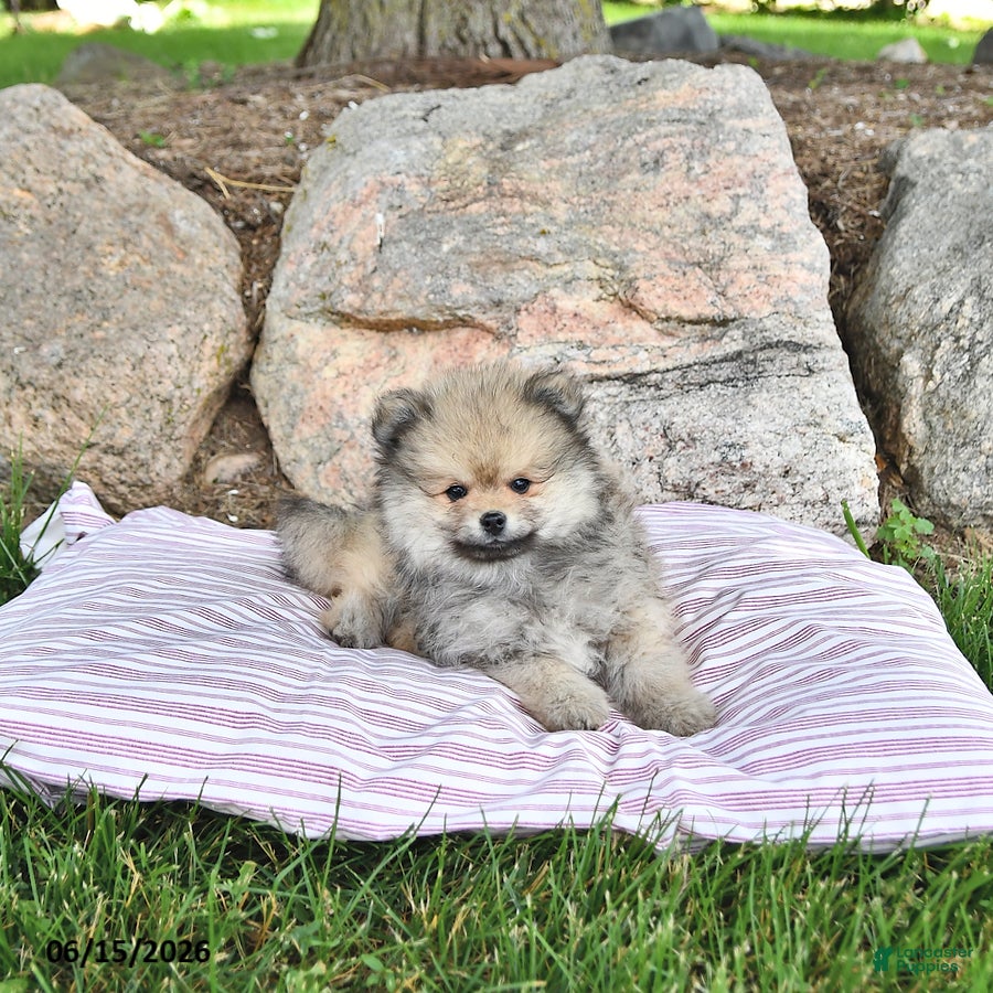 Pomeranian dogs Kenji - Ad 2