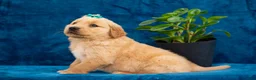 Golden Retriever dogs for sale: Theo - Ad 5