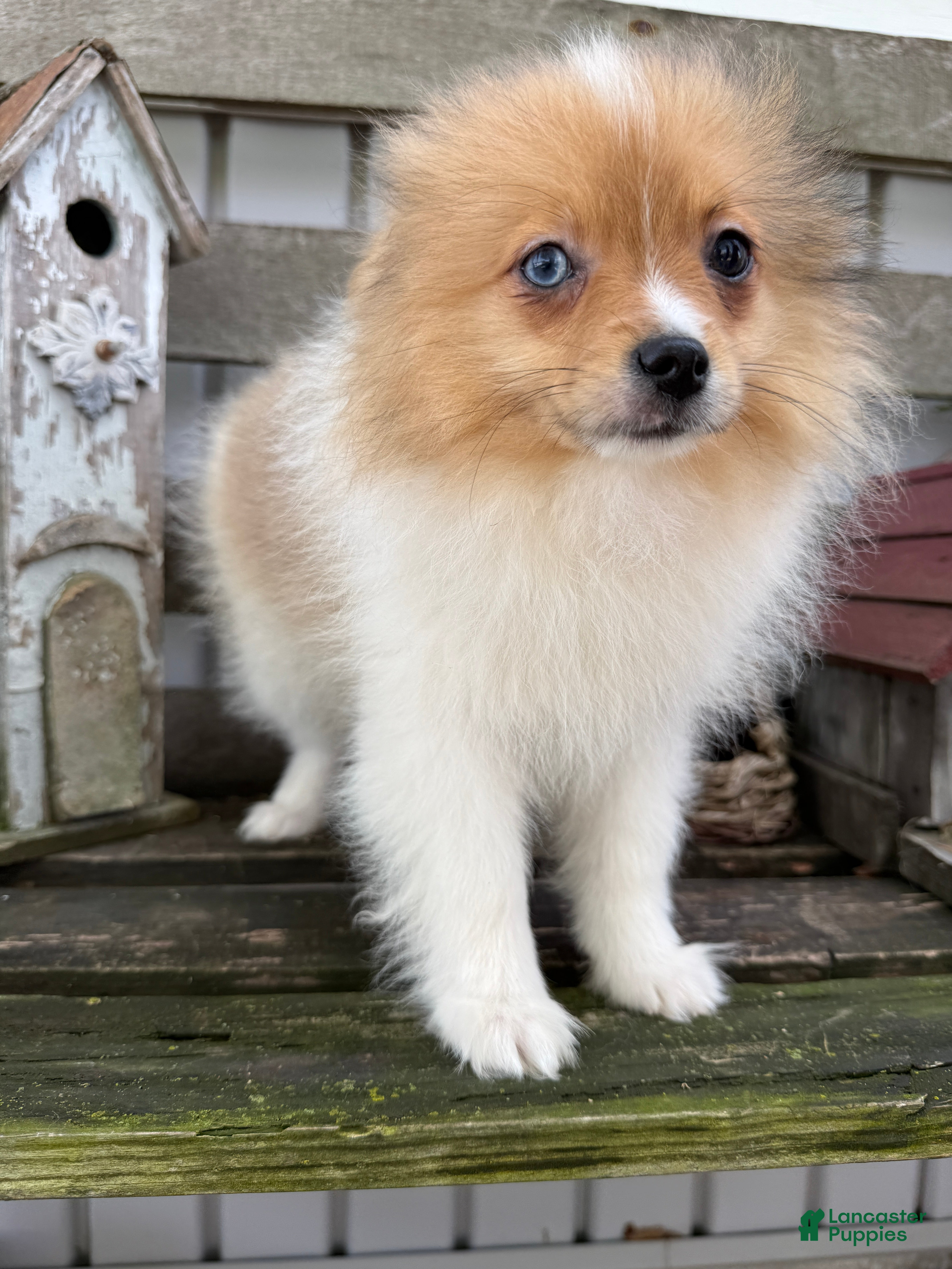 Pomeranian dogs Jakobi - Ad 2