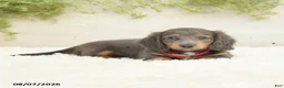 Miniature Dachshund dogs for sale: Lake  - Ad 2