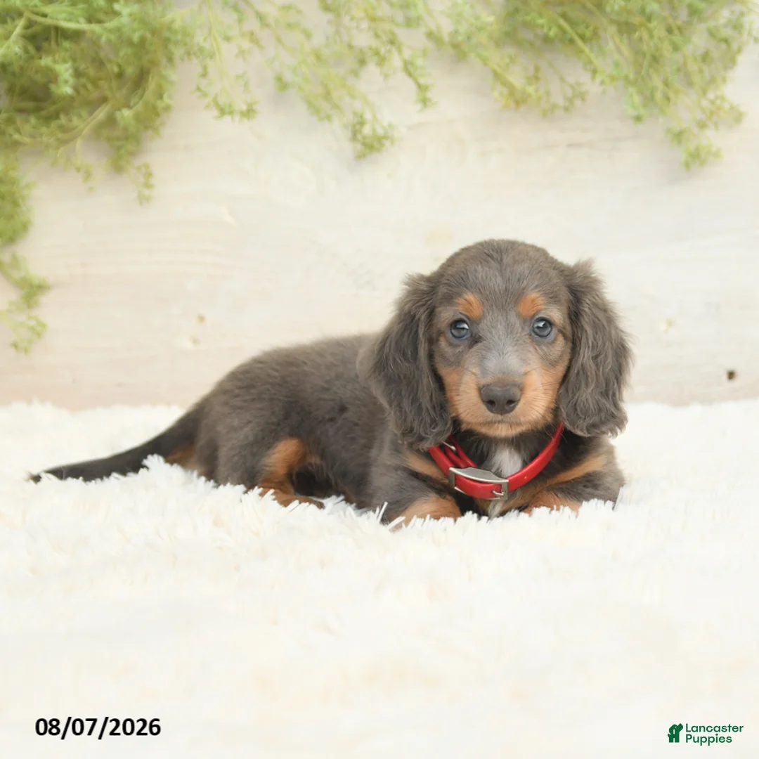 Miniature Dachshund dogs for sale: Lake  - Ad 2