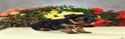 Yorkshire Terrier dogs for sale: Cody - Ad 3