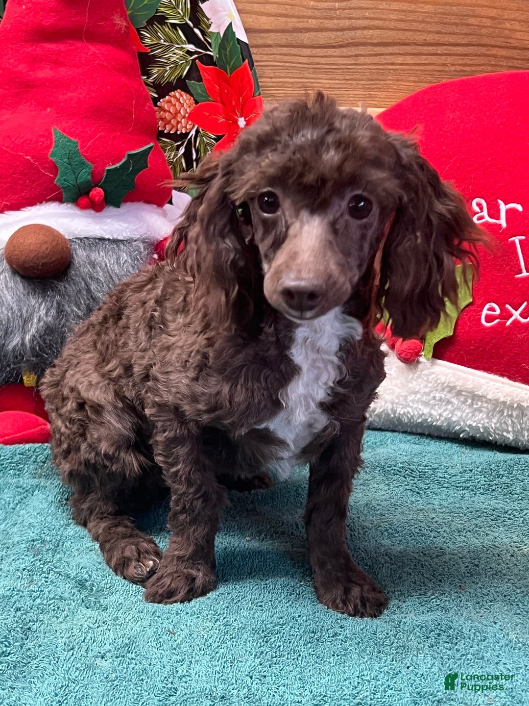 Toy Poodle dogs for sale: Cocoa - Ad 3