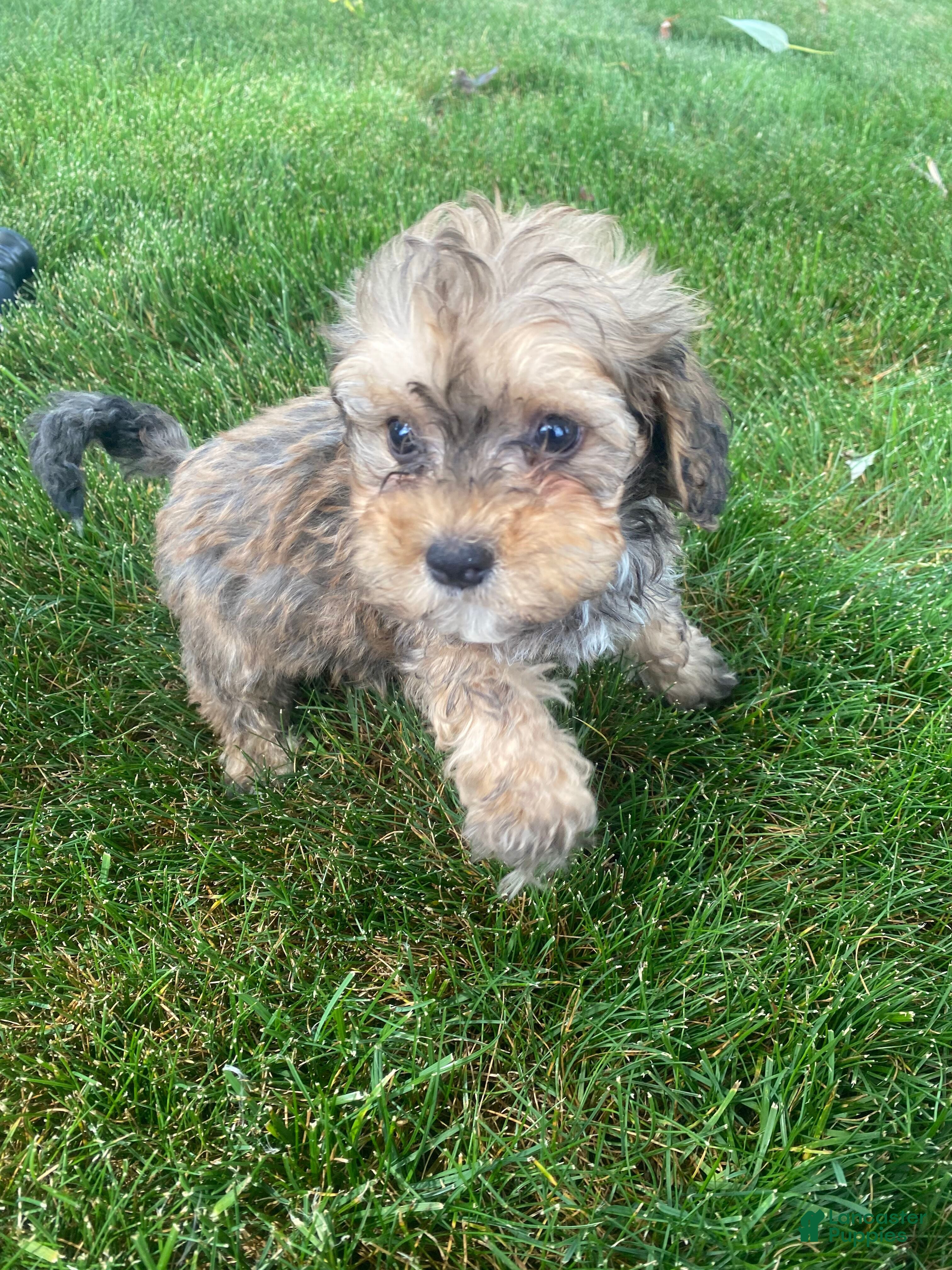 Cavapoo dogs Rusty - Ad 2