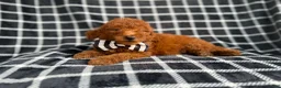 Mini Goldendoodle dogs for sale: Levi - Ad 5