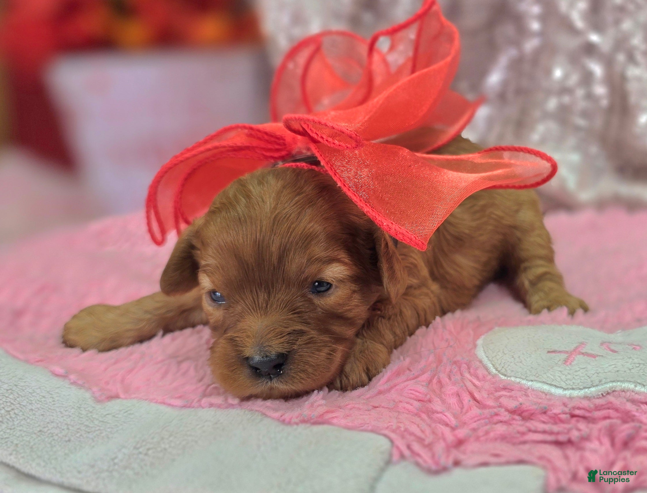 Cavapoo dogs Flint - Ad 25