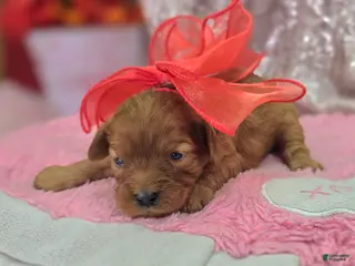 Cavapoo dogs Flint - Ad 25