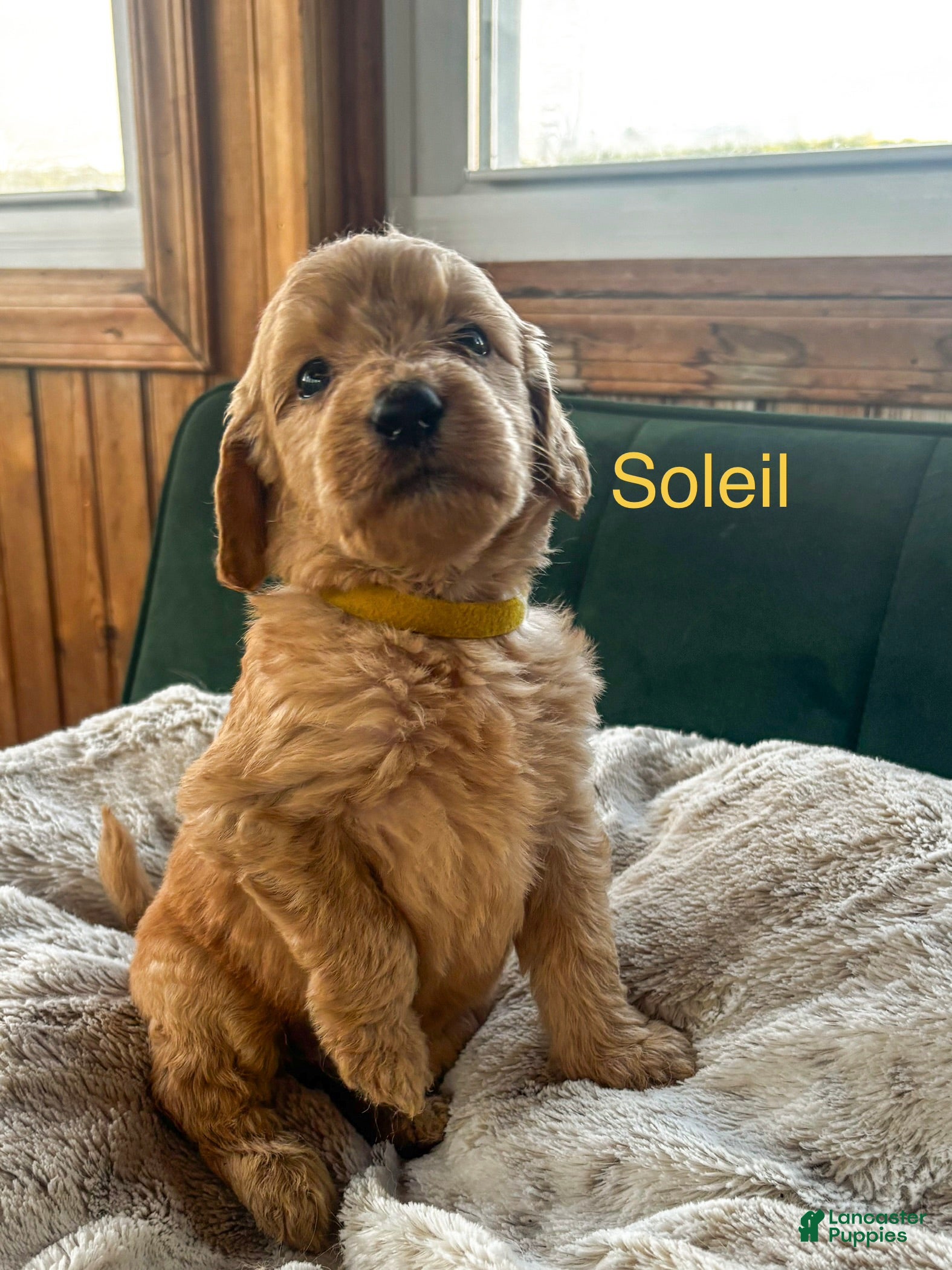 Goldendoodle dogs for sale: Soleil - Ad 4
