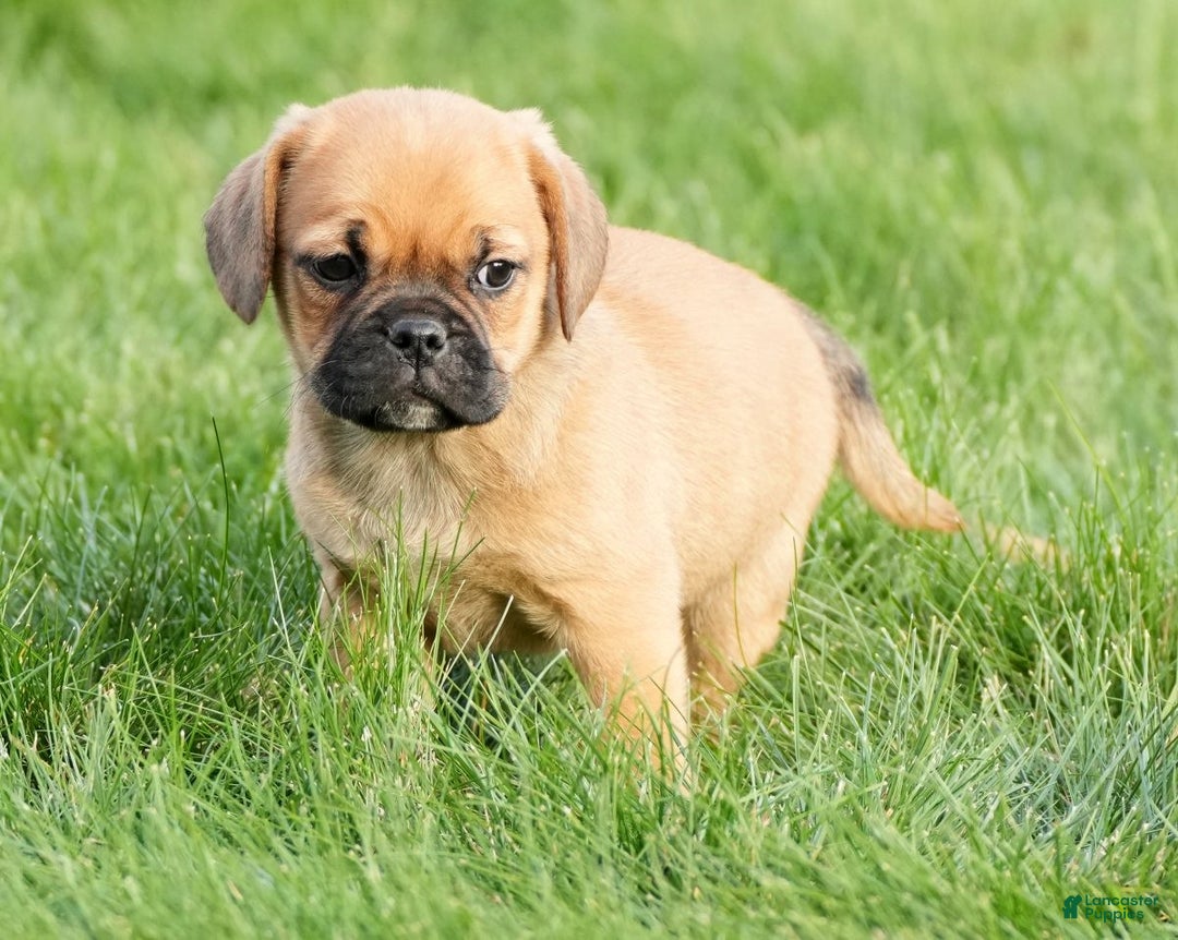 Puggle dogs for sale: Stu - Ad 1