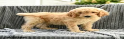Goldendoodle dogs for sale: Finnie - Ad 3