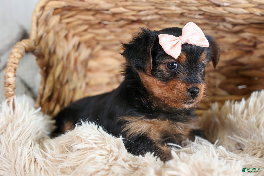 Yorkshire Terrier dogs for sale: COCO - Ad 8