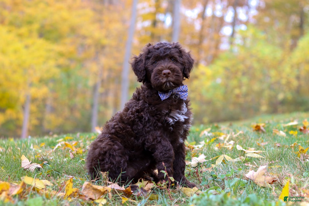 Portuguese Water Dog Puppies for sale Lancaster Puppies
