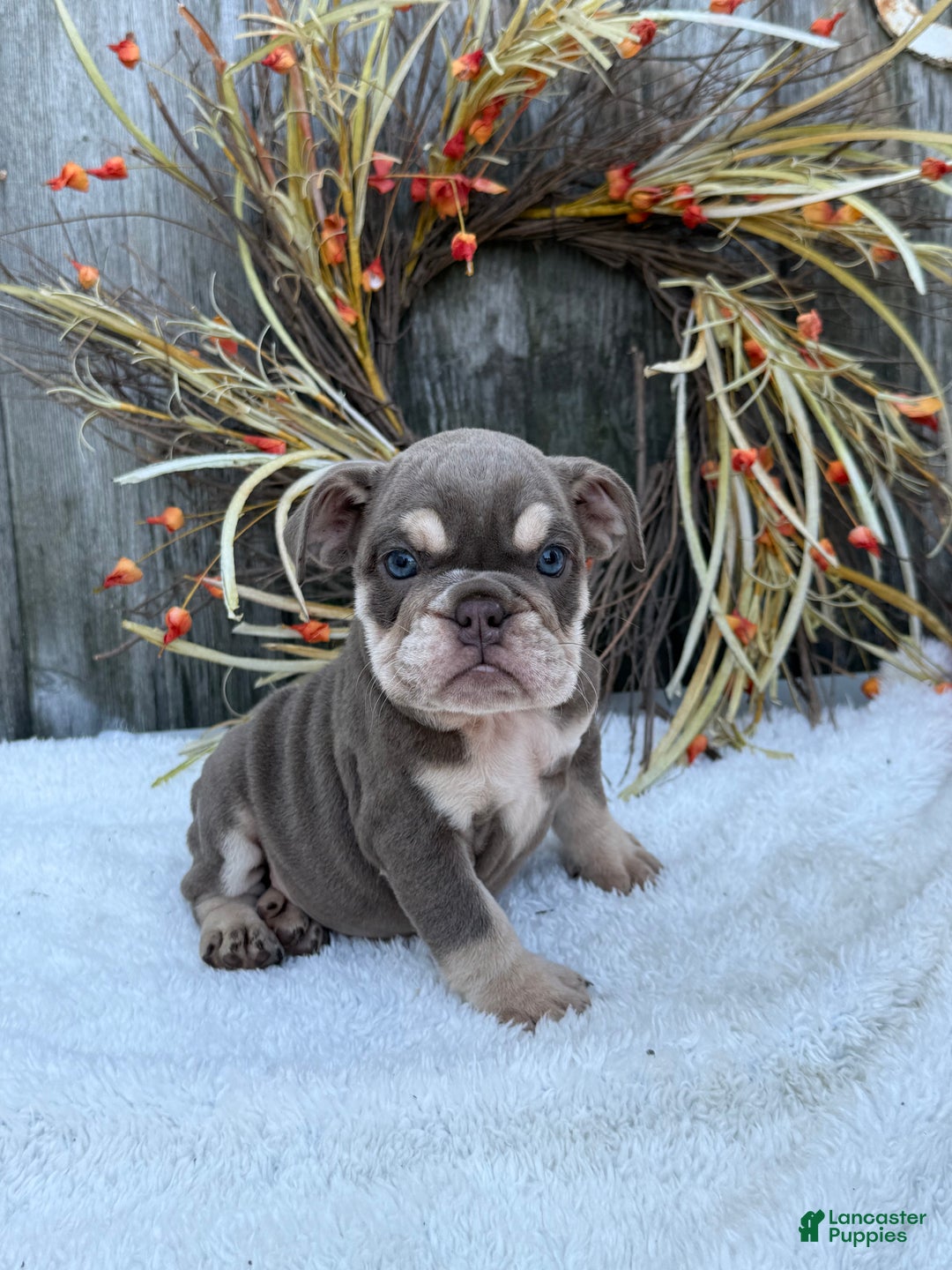 English Bulldog dogs for sale: Sage - Ad 10