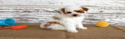 Mixed Breed dogs for sale: Nacho - Ad 2