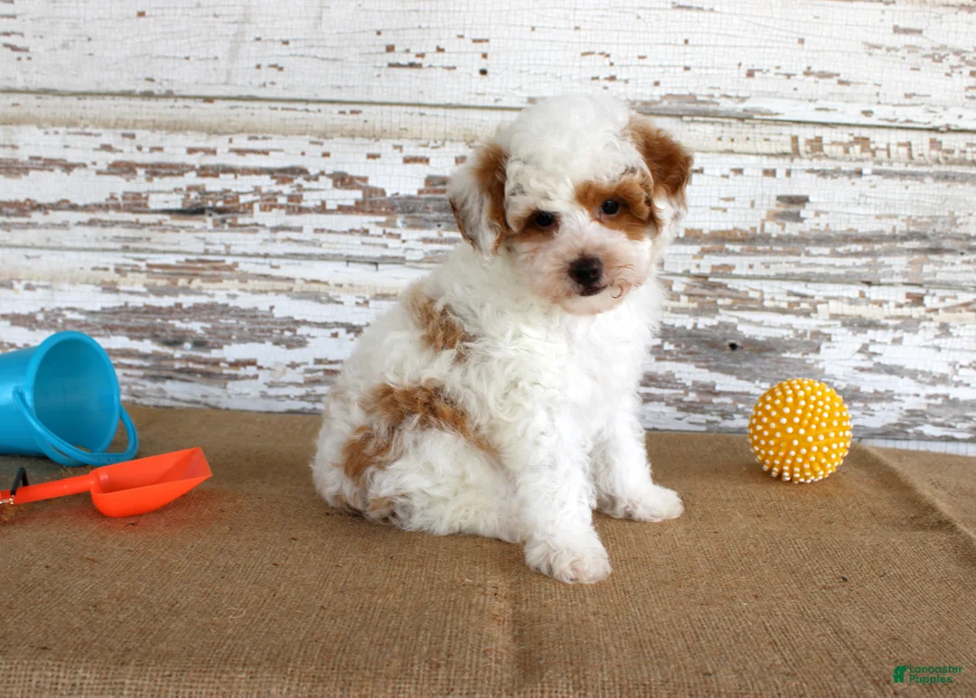 Mixed Breed dogs for sale: Nacho - Ad 2