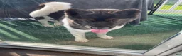 Akita dogs for sale: Akita 1 - Ad 6