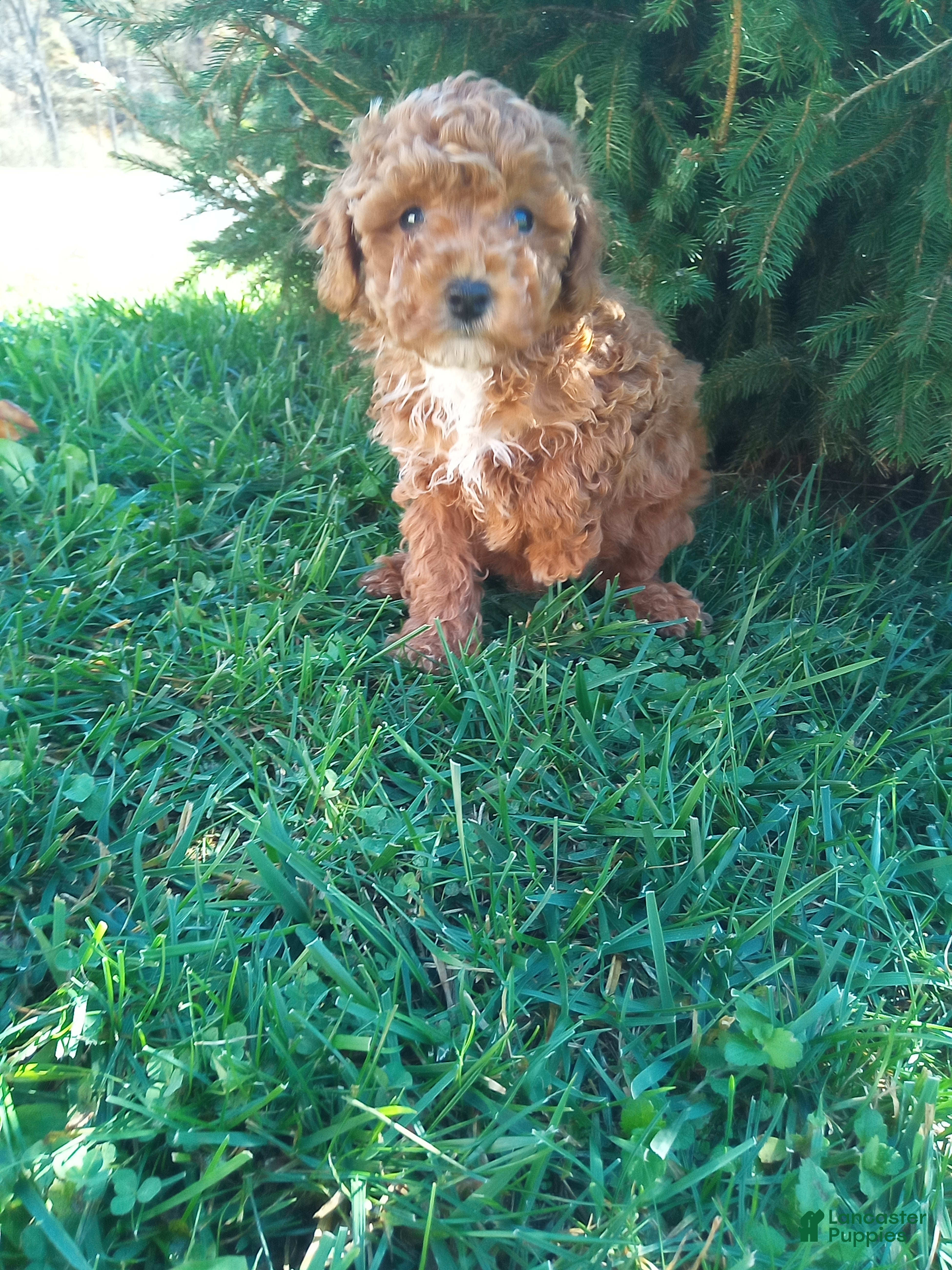 Toy Poodle dogs for sale: Prancer - Ad 3