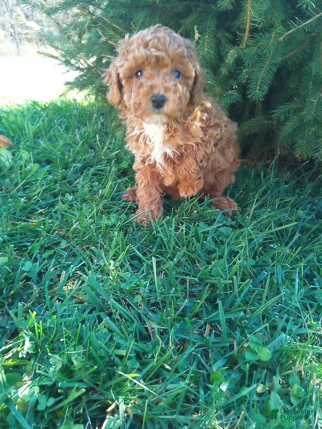 Toy Poodle dogs for sale: Prancer - Ad 1