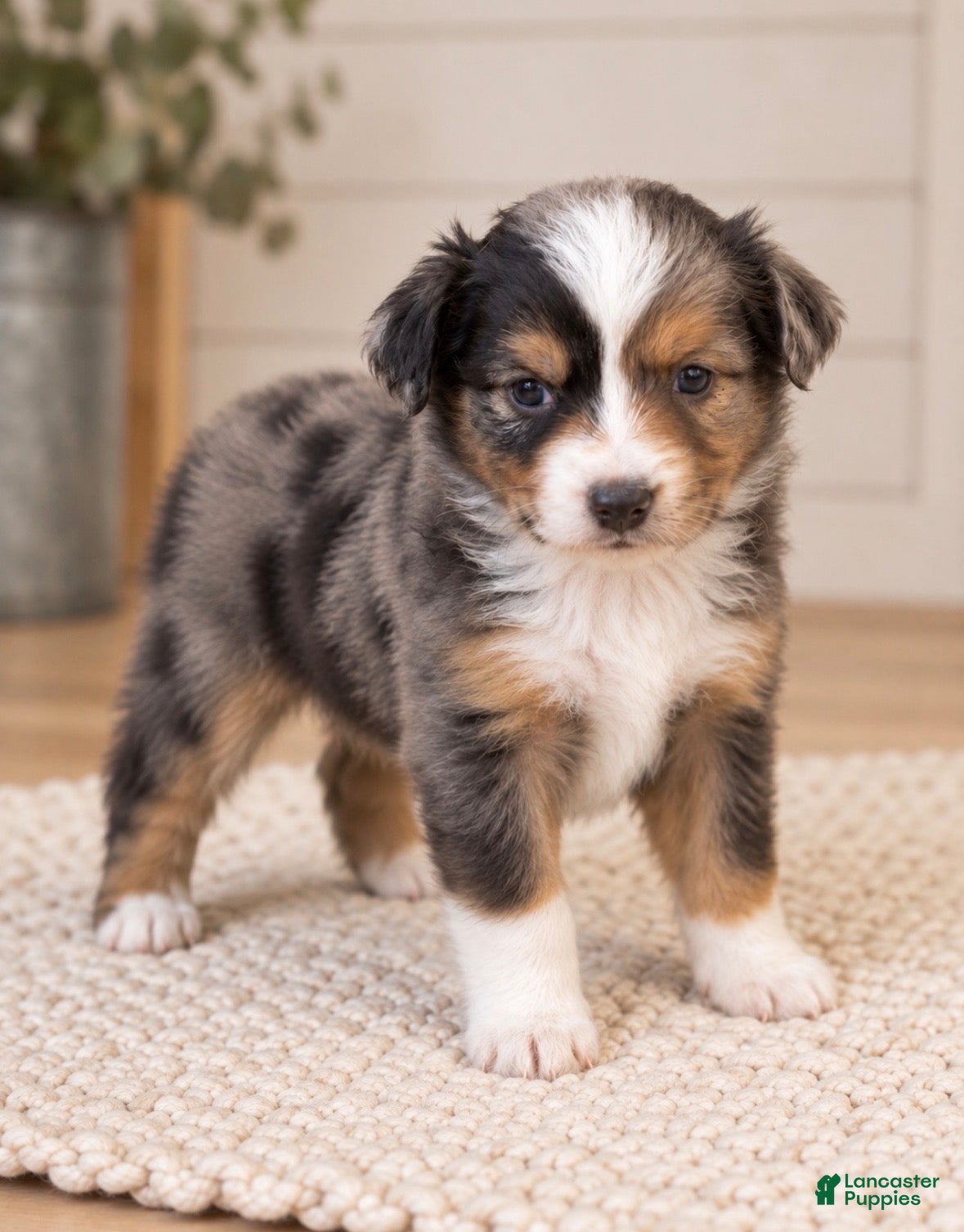Toy Australian Shepherd dogs Ella - Ad 2