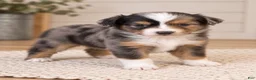 Toy Australian Shepherd dogs for sale: Ella - Ad 2