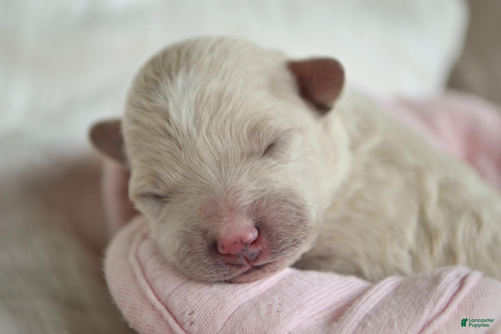 Maltipoo dogs Forrest - Ad 1