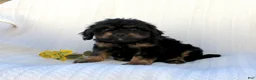 Cavapoo dogs for sale: Larry - Ad 8