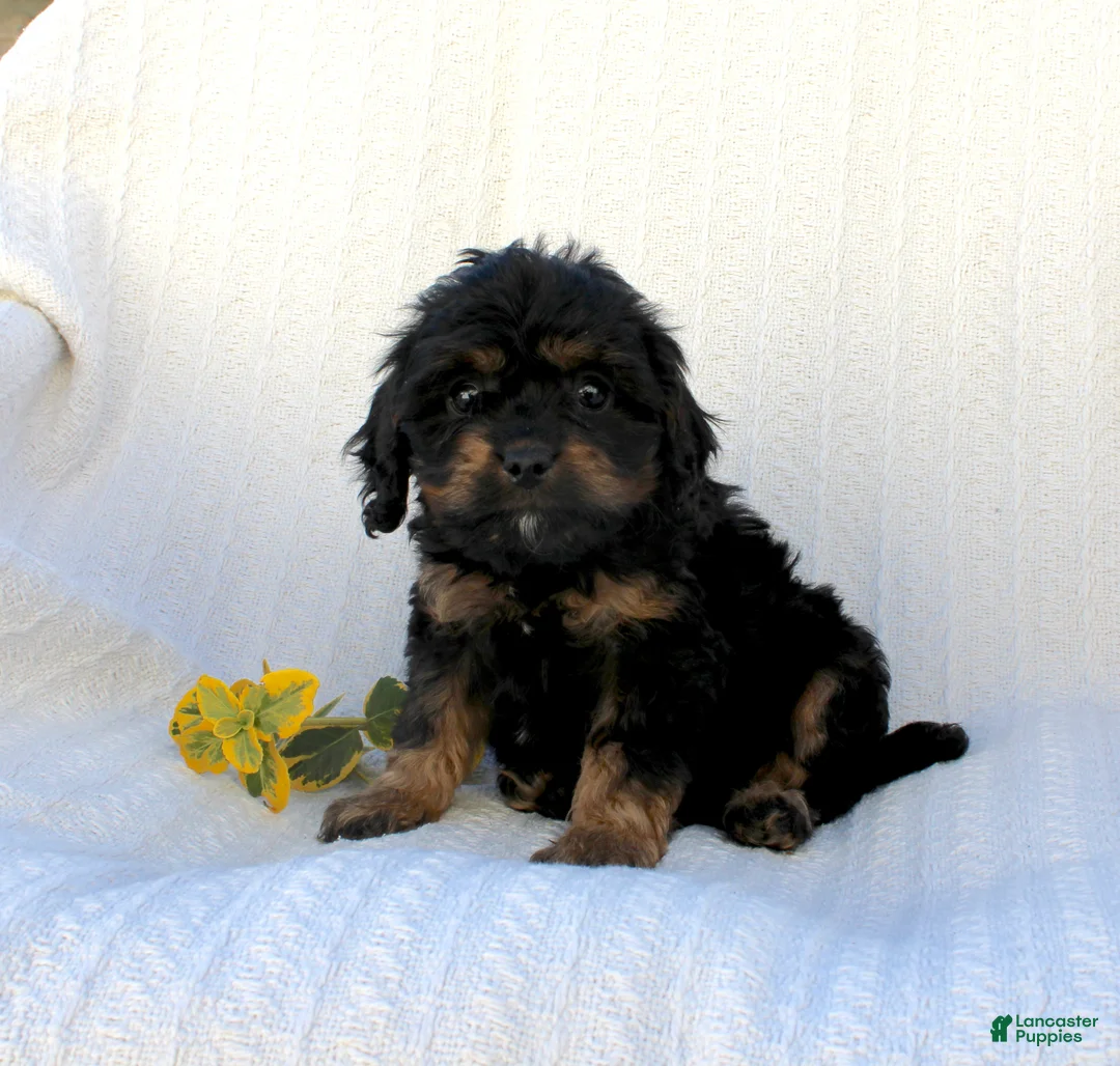 Cavapoo dogs for sale: Larry - Ad 8