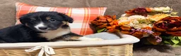 Australian Shepherd dogs for sale: Jupiter - Ad 2