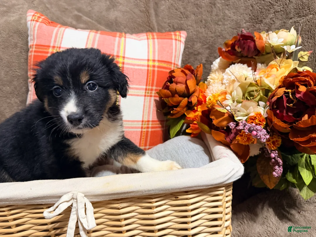 Australian Shepherd dogs for sale: Jupiter - Ad 2