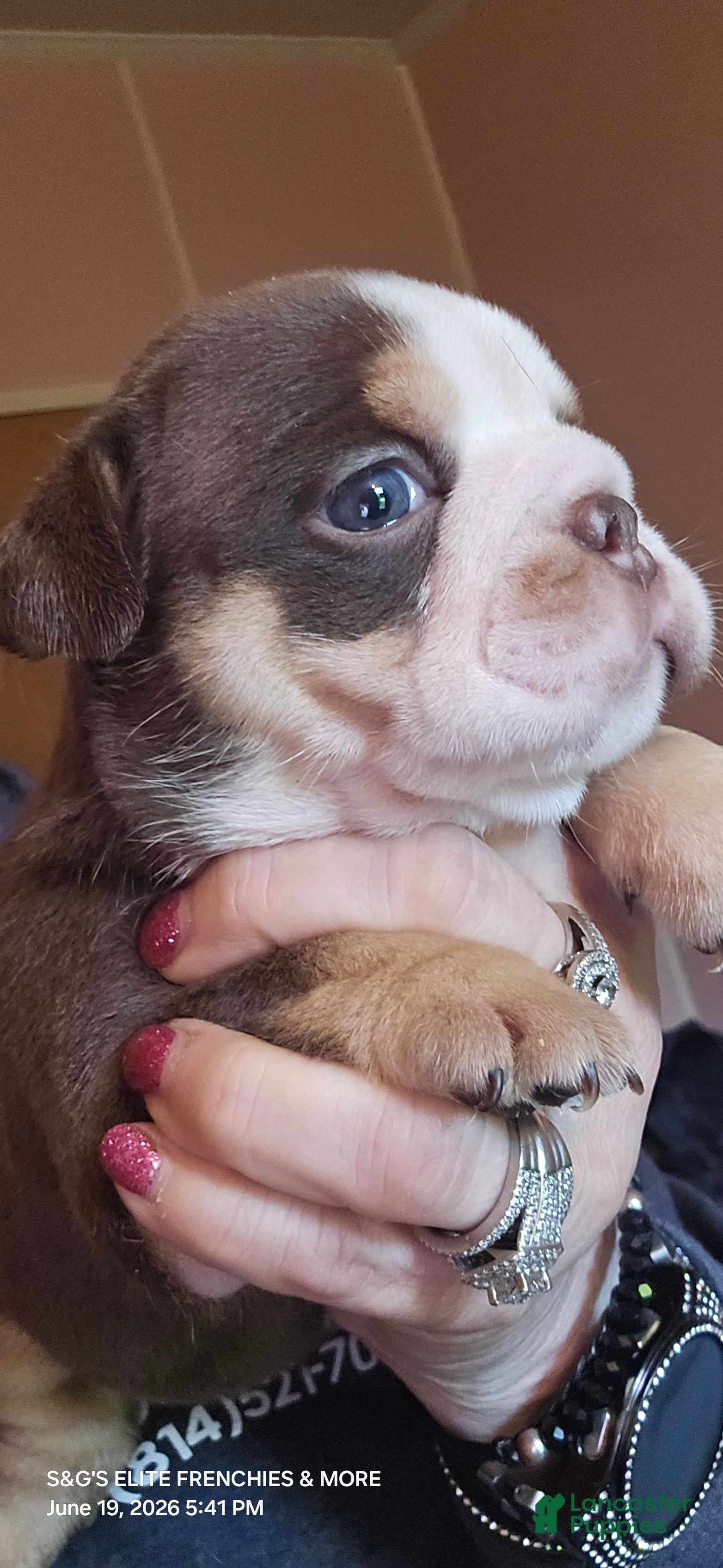 English Bulldog dogs Brandy - Ad 24
