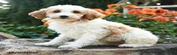 Mini Goldendoodle dogs for sale: Patches - Ad 3