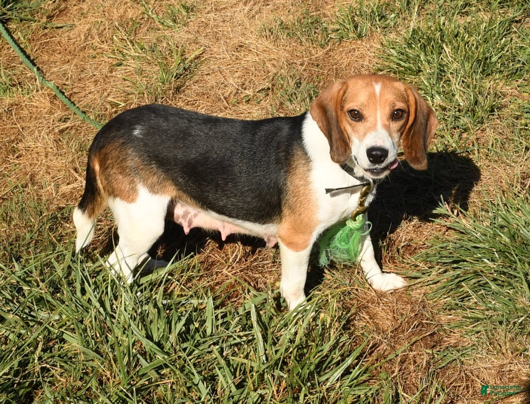 Puggle dogs for sale: Nick - Image 7