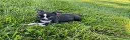Boston Terrier dogs for sale: Grace - Ad 5