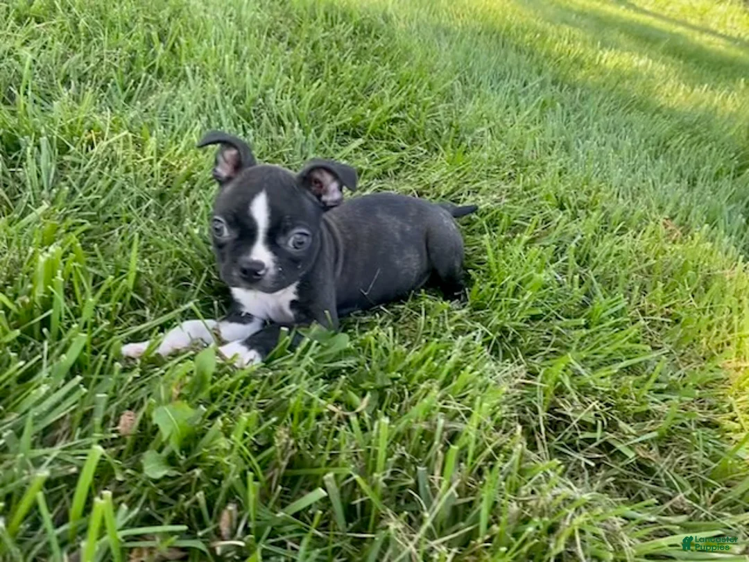 Boston Terrier dogs for sale: Grace - Ad 5