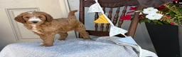 Goldendoodle dogs for sale: Capri - Ad 5
